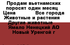 Продам вьетнамских поросят,один месяц › Цена ­ 3 000 - Все города Животные и растения » Другие животные   . Ямало-Ненецкий АО,Новый Уренгой г.